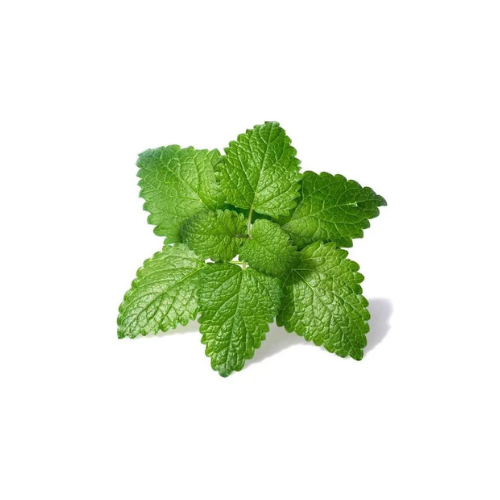 Gardening Zone High Quality  Peppermint Seeds 20-seeds