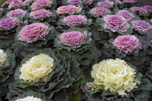 Gardening Zone High Quality Ornamental Kale 20 Seeds