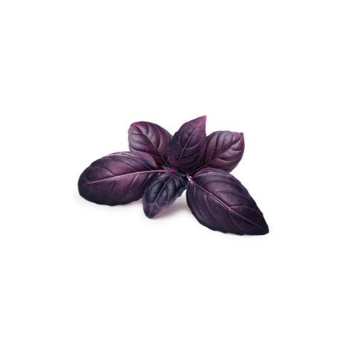 Gardening Zone High Quality Purple Basil Seeds