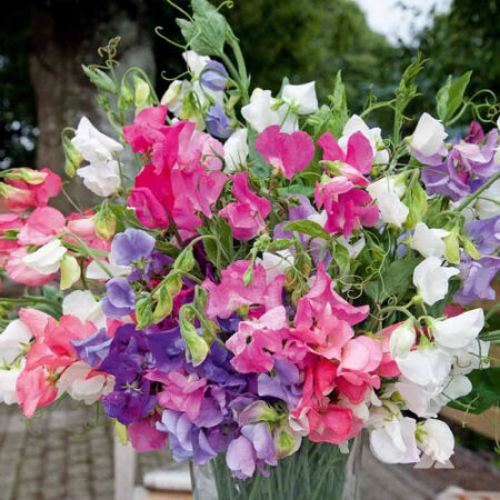 Gardening Zone High Quality  Sweet Peas Mix-15-seeds