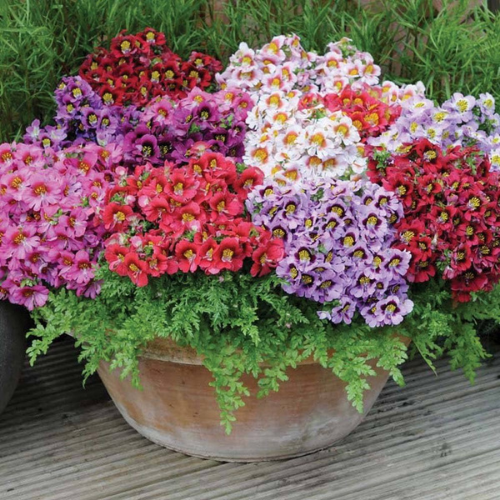 Gardening Zone High Quality Schizanthus Mix 20 Seeds