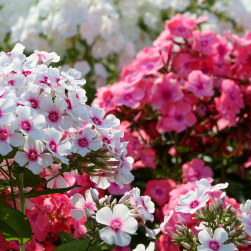 Gardening Zone High Quality Phlox Beauty Dwarf Mix 20 Seeds