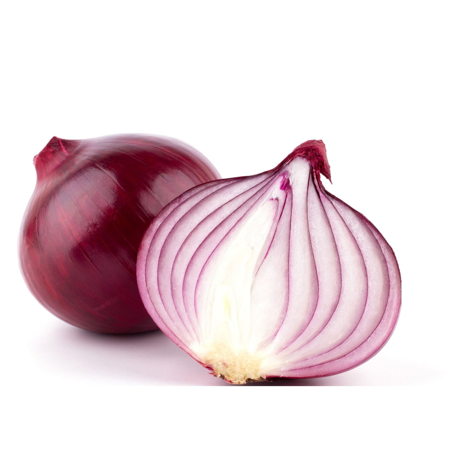 Gardening Zone High Quality Onion Red 50 Seeds