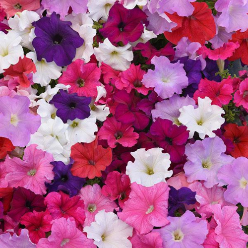 Gardening Zone High Quality Petunia Compacta Mix 200 Seeds