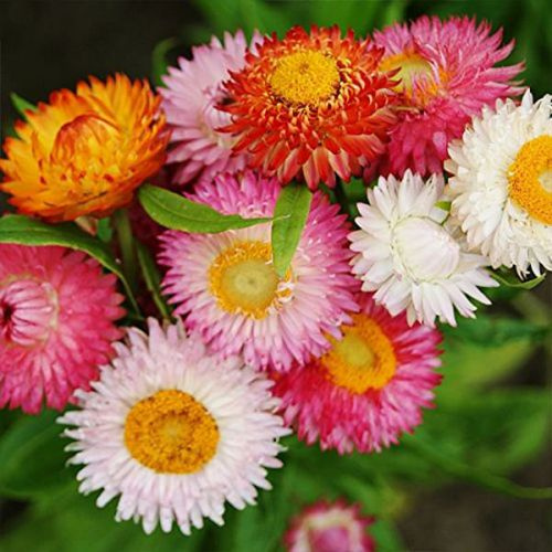 Gardening Zone High Quality  paper-flower-mix-20-seeds