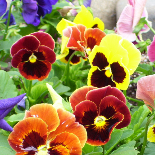 Gardening Zone High Quality Pansy Swiss Giant Mix 20 Seeds