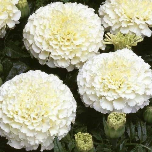 Gardening Zone High Quality  Marigold F2 White 20 Seeds