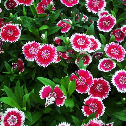 Gardening Zone High Quality Dianthus Baby Doll Mix 20 Seeds