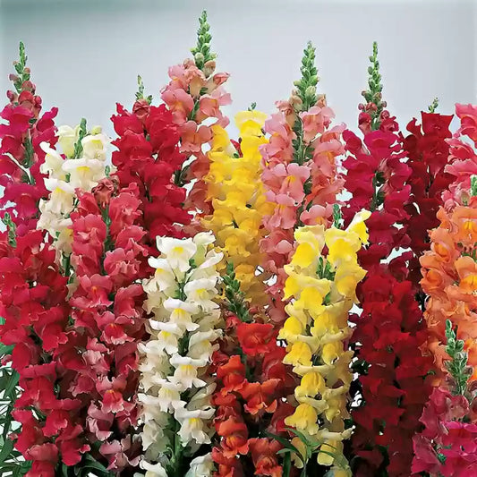 Gardening Zone High Quality Antirrhinum Semi Tall Mix 200 Seeds