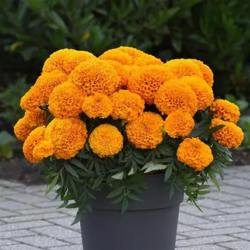 Gardening Zone High Quality  marigold-marvel-orange-20-imported-seeds