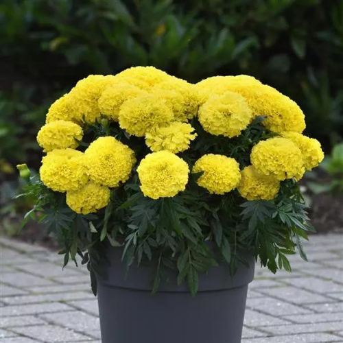 Gardening Zone High Quality marigold-marvel-yellow-20-imported-seeds