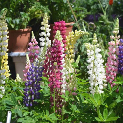 Gardening Zone High Quality Lupin Hartwegii Mix 20 Seeds