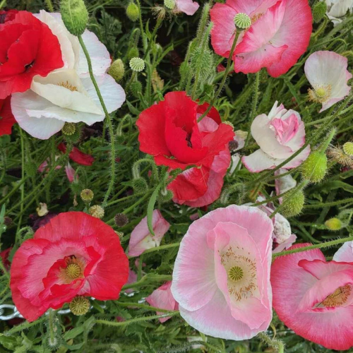 Gardening Zone High Quality Indian Poppy Mix 200 Seeds