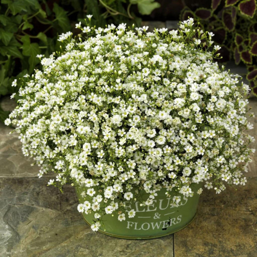 Gardening Zone High Quality Gypsophila White 20 Seeds