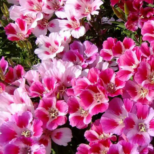 Gardening Zone High Quality Godetia Azaleaflora Mix 20 Seeds