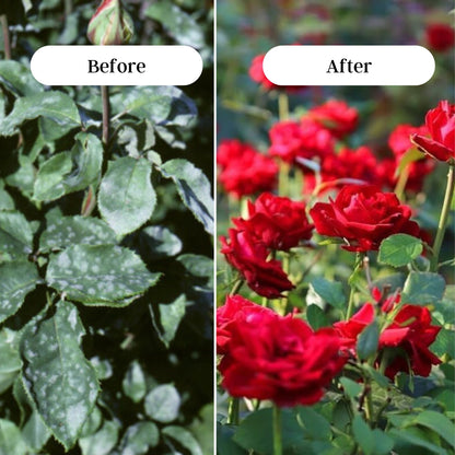 Gardening Zone 400Gram Rose Fertilizer – Boost Flowering & Growth for Stunning Blooms! 🌿