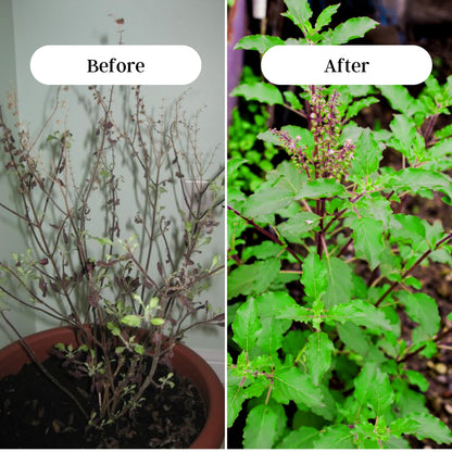 Gardening Zone Premium Tulsi Plant Fertilizer – 100% Organic Growth Booster for Healthy & Lush Tulsi 🌱