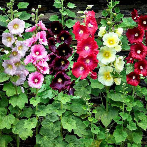 Gardening Zone High Quality Hollyhock Single Petal Mix 20 Seeds