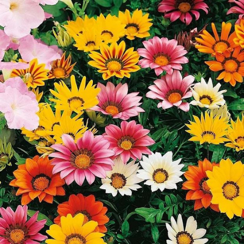 Gardening Zone High Quality Gazania Sunshine 20 Seeds