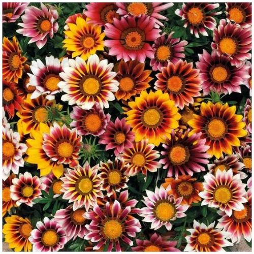 Gardening Zone High Quality Gazania Star Light Dwarf 20 Seeds