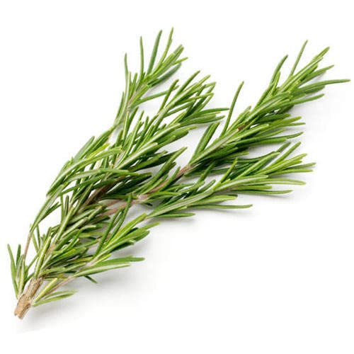 Gardening Zone High Quality  Rosemary Seeds – Premium Quality (20 Seeds) for Herb Garden – Aromatic & Hardy