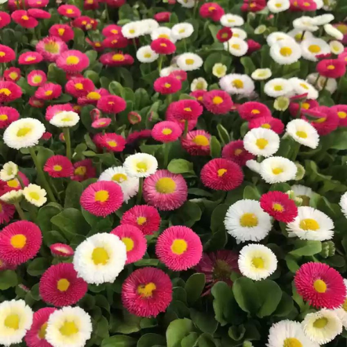 Gardening Zone High Quality Daisy Double Mix 100 Seeds