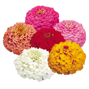 Gardening Zone High Quality Zinnia Elegans Oklahoma  Imported MIX  20 Seeds