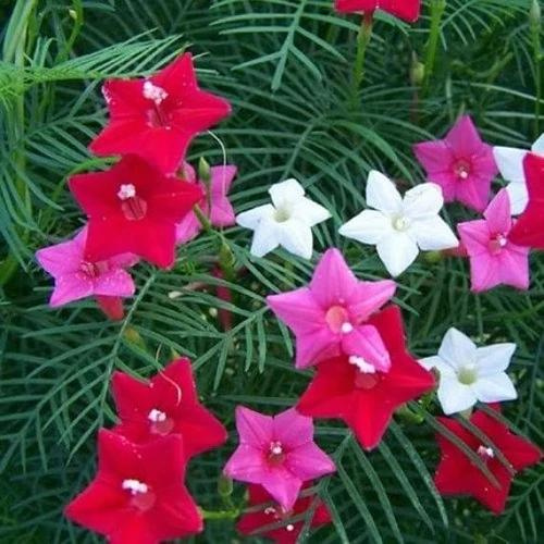 Gardening Zone High Quality Cypress Vine Mix 20 Seeds