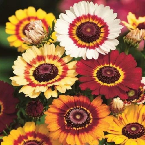 Gardening Zone High Quality Chrysanthemum Carinatum Mix 30 Seeds