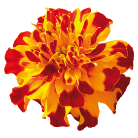 Gardening Zone High Quality Imported Marigold French Mix 20 Seeds