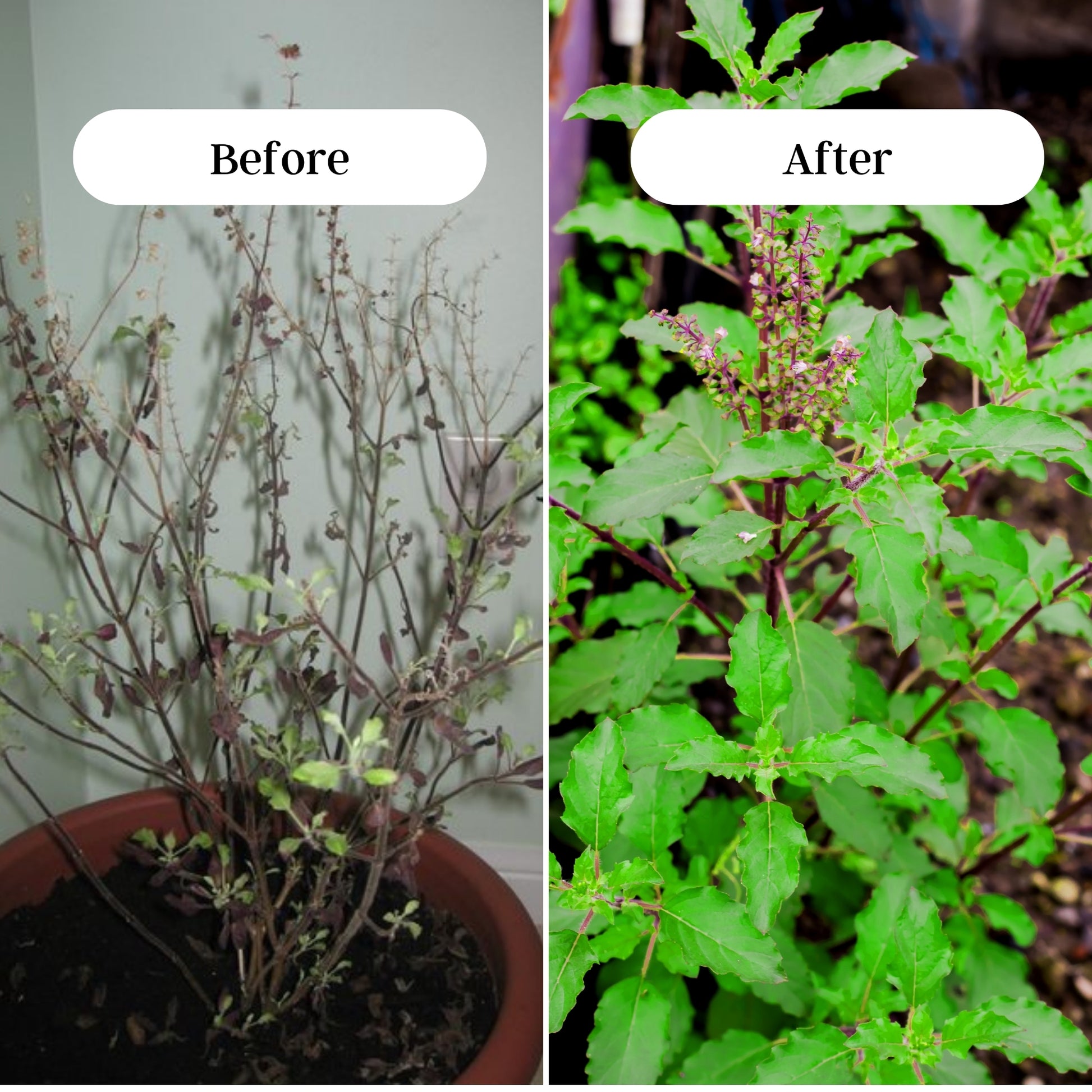 Gardening Zone Epsom Salt – Magnesium-Rich Plant Supplement