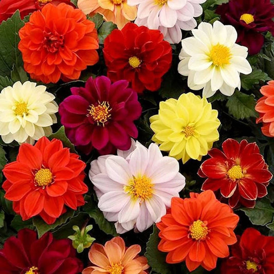 Gardening Zone High Quality dahlia Unwins hybrids 20 seeds