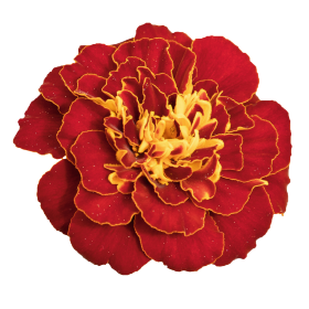 Gardening Zone High Quality Imported Marigold French Mix 20 Seeds