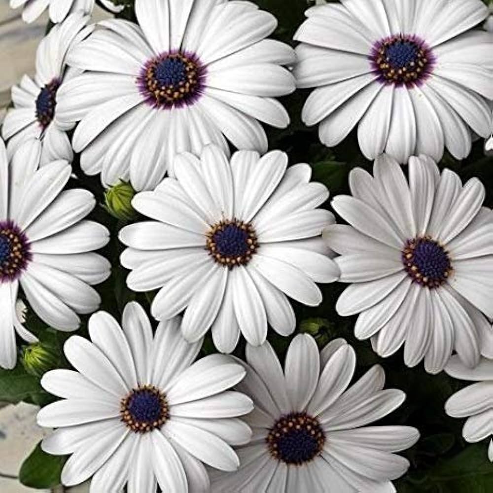Dimorphotheca Seeds Gardening Zone High Quality Dimorphotheca White 20 Seeds