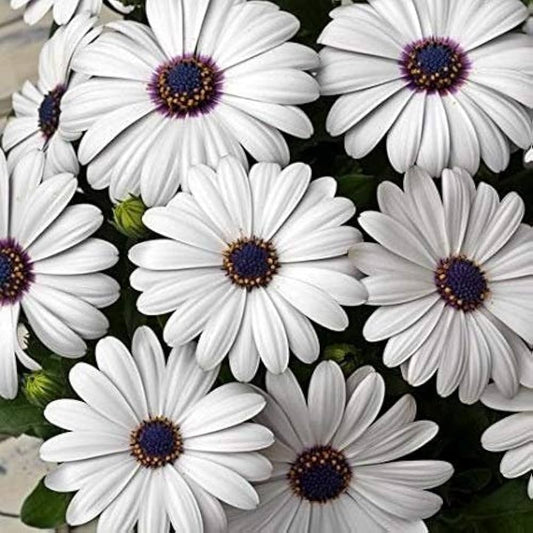 Gardening Zone High Quality Dimorphotheca White 20 Seeds