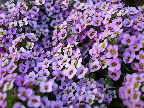 Gardening Zone High Quality Alyssum Royal Blue 20 Seeds