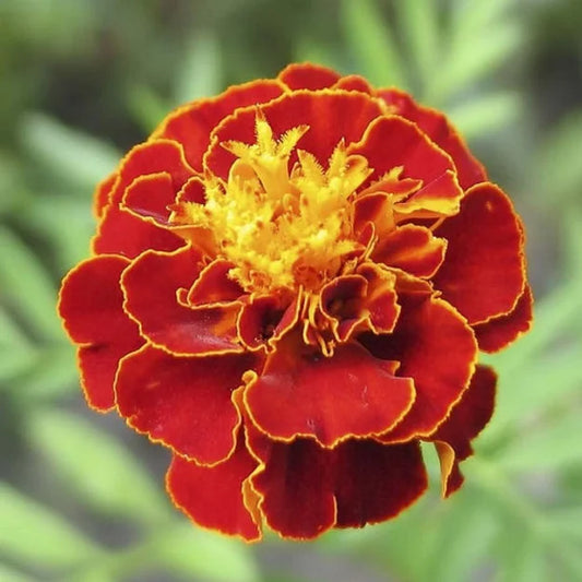 Gardening Zone High Quality  marigold-french-red