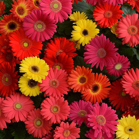 Gardening Zone High Quality  Gerbera Mix  Imported Seeds - 10 Seeds"