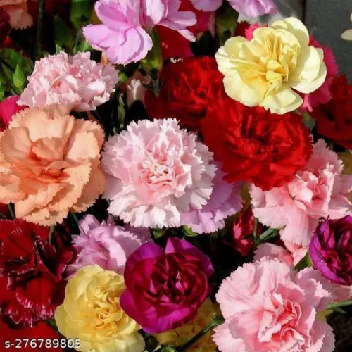 Gardening Zone High Quality Carnation Mix Color 20 Seeds