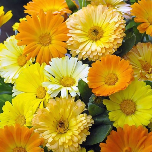 Gardening Zone High Quality Calendula Fiesta Gitana Mix 20 Seeds