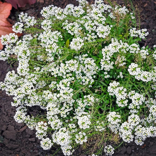 Gardening Zone High Quality Alyssum White  40 Seeds