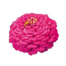 Gardening Zone High Quality Zinnia Elegans Oklahoma  Imported MIX  20 Seeds