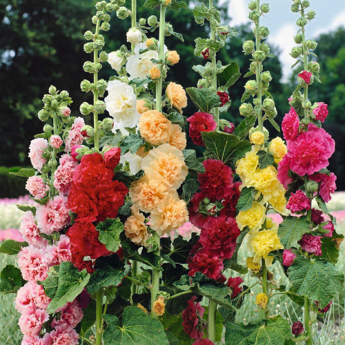 Gardening Zone High Quality Hollyhock Double  Dwarf Mix 20 Seeds