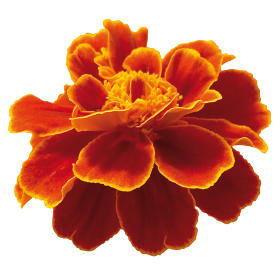 Gardening Zone High Quality Imported Marigold French Mix 20 Seeds