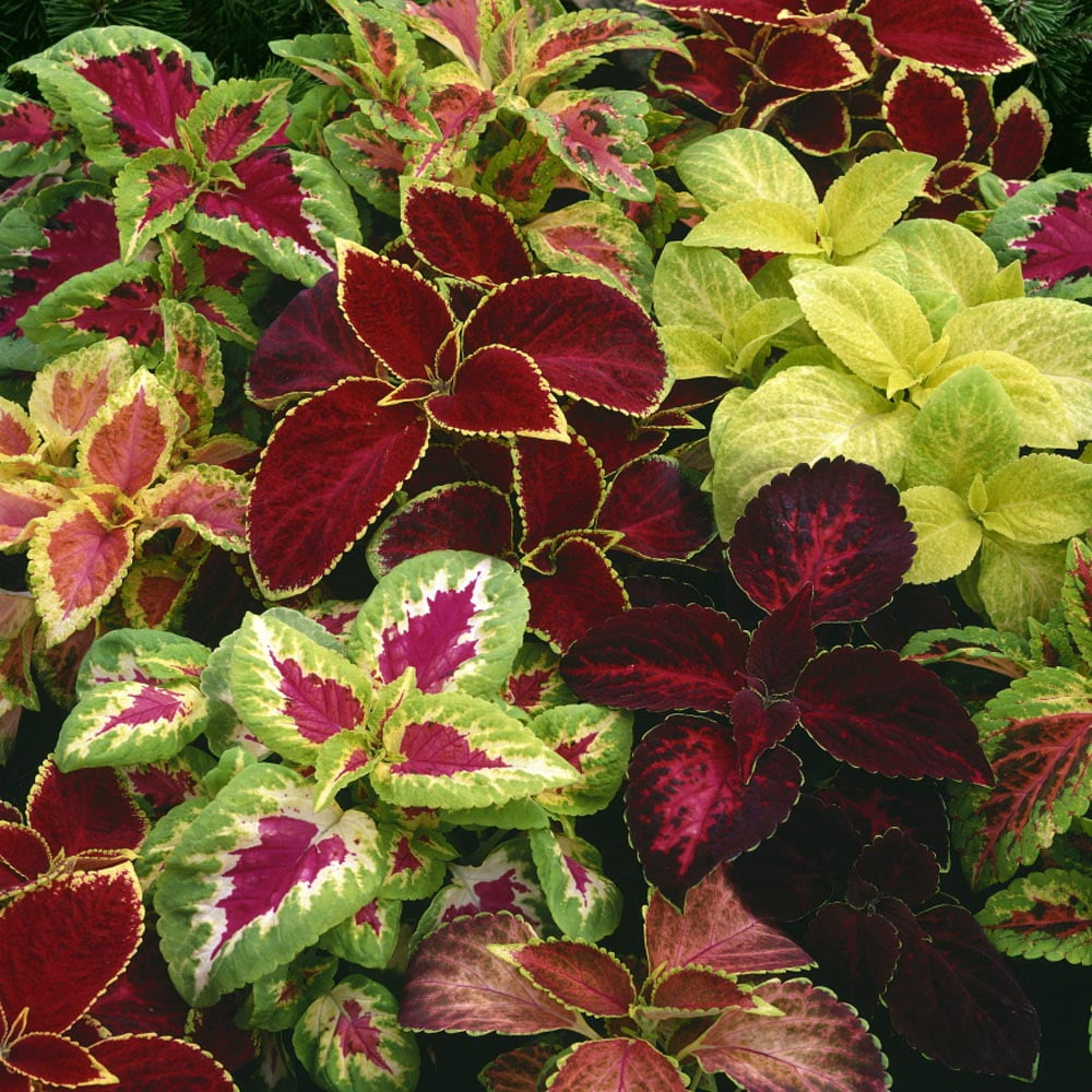 Gardening Zone High Quality Coleus Rainbow Mix 50 Seeds