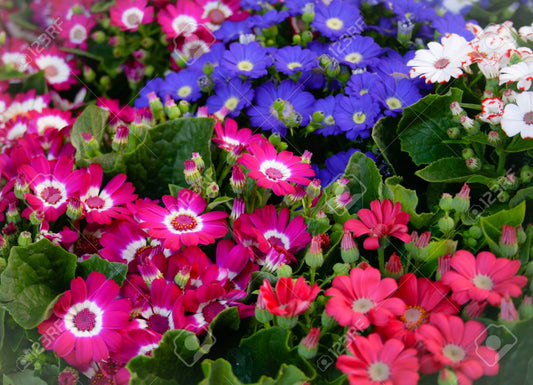 Gardening Zone High Quality Cineraria Cineraria Mix 40 Seeds