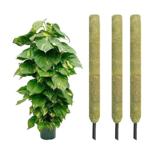 Gardening Zone High Quality  20-Inch Moss Stick Pack of 3 - Ideal for Climbing Plants