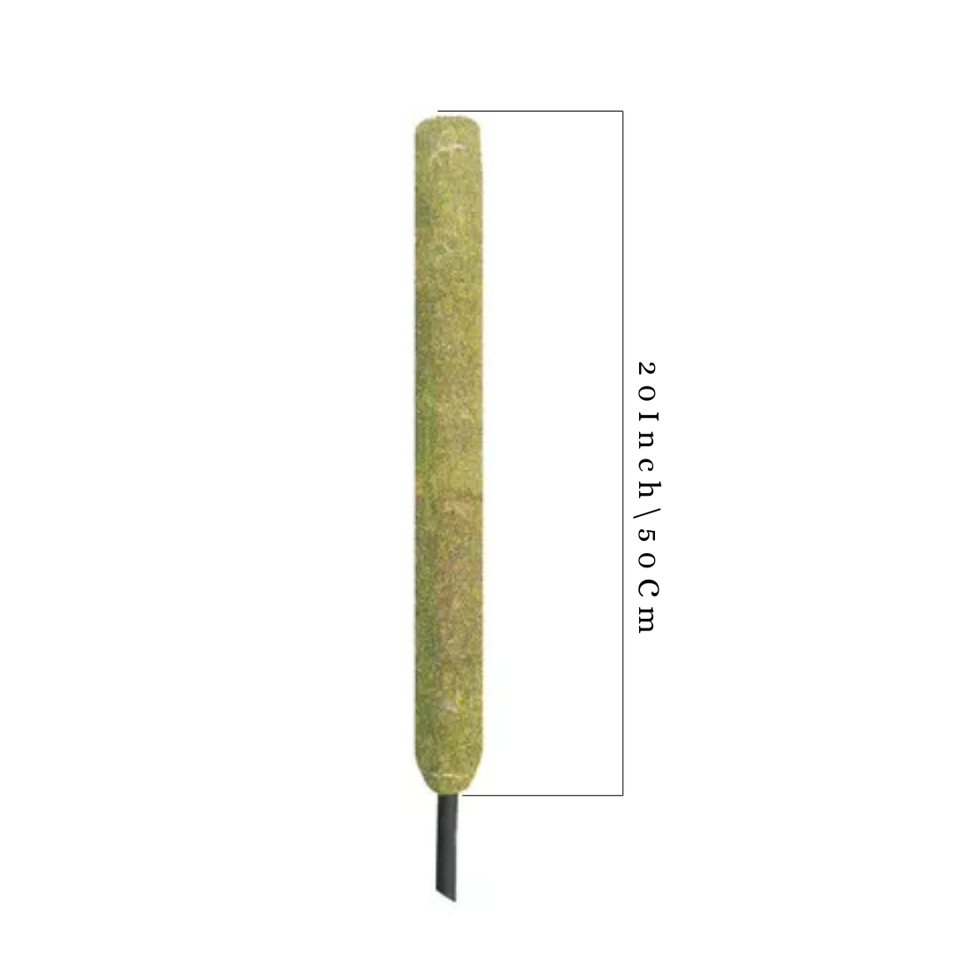 Gardening Zone High Quality  20-Inch Moss Stick Pack of 3 - Ideal for Climbing Plants
