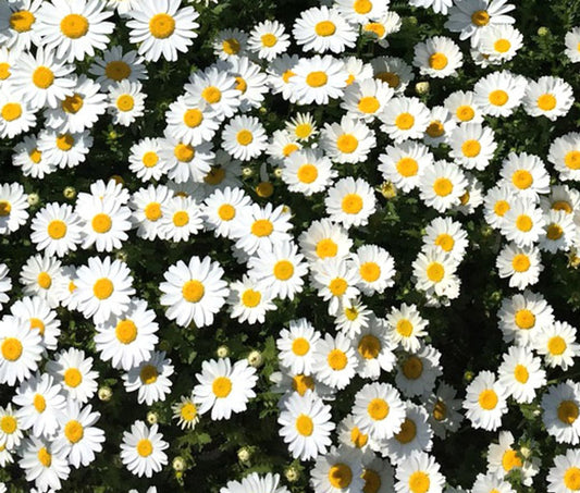 Gardening Zone High Quality Chrysanthemum Paludosum White  20 Seeds