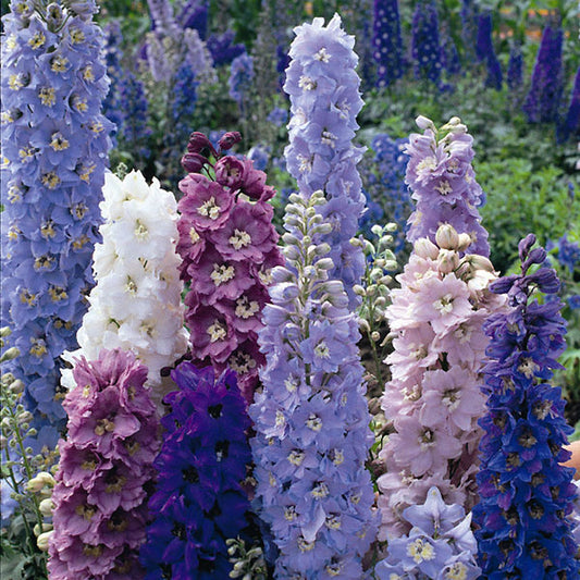 Gardening Zone High Quality Delphinium Mix 20 Seeds